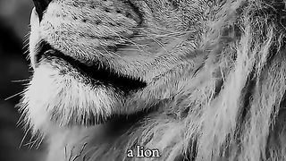 A lion