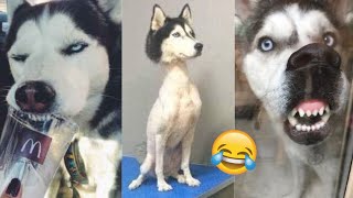 Funniest Husky Videos - Funny and Cute Huskies Compilation | Animal Timeline