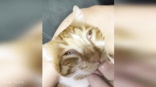 cutest and funniest baby animals
