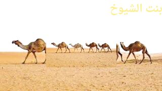 قصة وقصيدة مجالس البادية