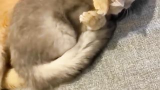 Super Cute Kittens! So much loved
