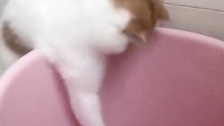 Super Funny Cute Cats Videos Best Moments of Cats