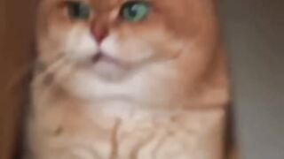Funny Animals Shorts 2023