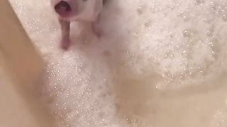 cute pig animals funny videos 3