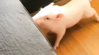 cute pig animals funny videos 4