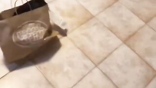Funny pet moments part 10