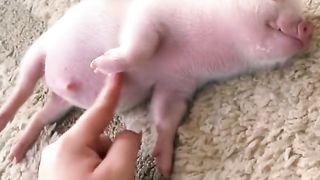 cute pig animals funny videos 5