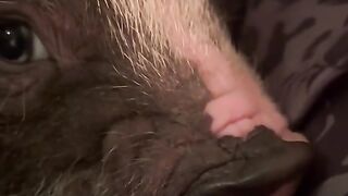 cute pig animals funny videos 6