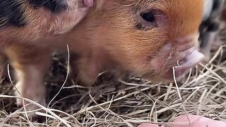 cute pig animals funny videos 7