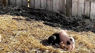 cute pig animals funny videos 8