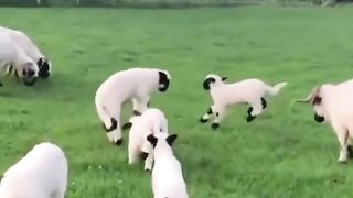 cute goat animals funny videos