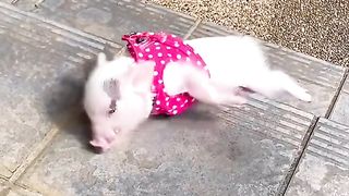 cute pig animals funny videos 11
