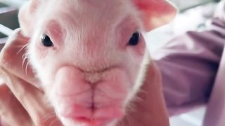 cute pig animals funny videos 9