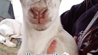 cute goat animals funny videos 2