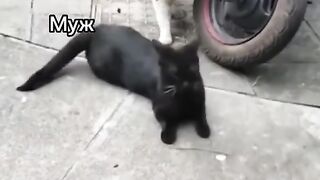 Запал