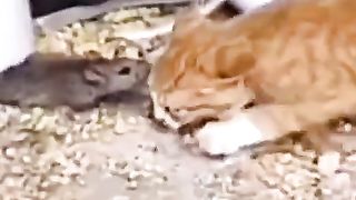 Vidéo drôle 7