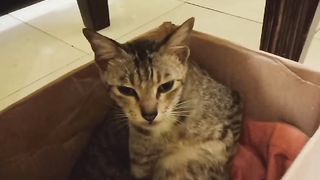 funny cat 24