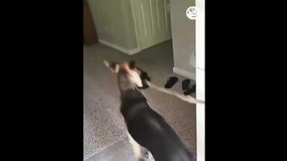 AWW SO FUNNY Super Dogs And Cats Reaction Videos 6