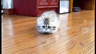 Funny cats ???????? 4