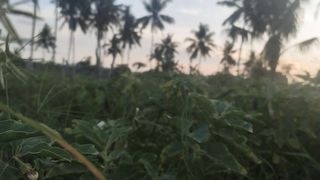 sunset in the garden