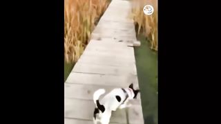 AWW SO FUNNY Super Dogs And Cats Reaction Videos