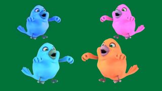 Colour full birds Dance Green Screen Best HD Birds Green Screen Video.