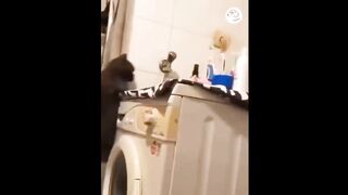 AWW SO FUNNY Super Dogs And Cats Reaction Videos 2
