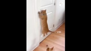 AWW SO FUNNY Super Dogs And Cats Reaction Videos 3