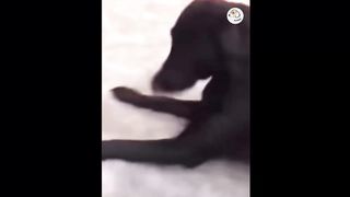 AWW SO FUNNY. Super Dogs And Cats Reaction Videos 5