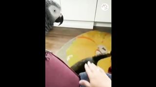 AWW SO FUNNY Super Dogs And Cats Reaction Videos 7