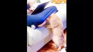 AWW SO FUNNY. Super Dogs And Cats Reaction Videos 8