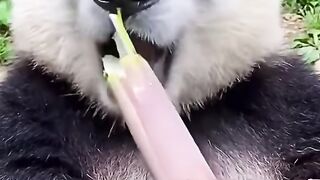 Animal Hewan