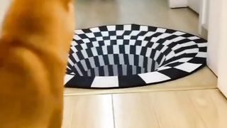 funny best dog and cat