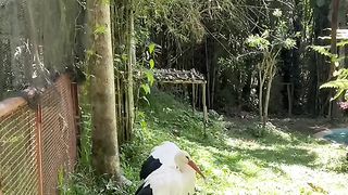 Bird burung