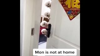Best Of 2020 - Top Funny Pet Videos - TRY NOT TO LAUGH 7