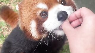 The cute red panda