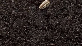 Life Cycle Of Sunflower 2