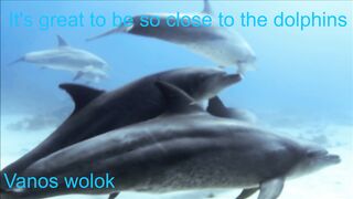 It's great to be so close to the dolphins