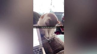 Compilation Des Moments Drôles Animaux #2