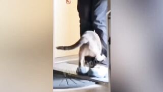 Compilation Des Moments Drôles Animaux #3