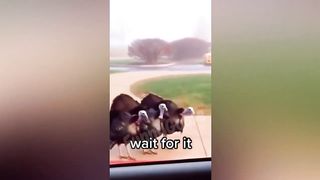 Compilation Des Moments Drôles Animaux #4