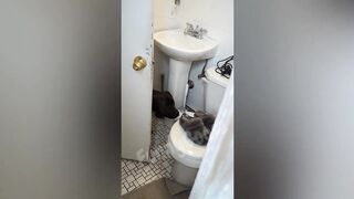 Compilation Des Moments Drôles Animaux #5