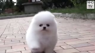 Cutes dogs | Cutest dog in the world | Cute dogs clips 2016 2