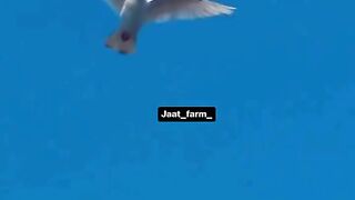 Beautiful pigeons fling