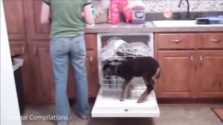 CUTE ANIMAL'S COMPILATION