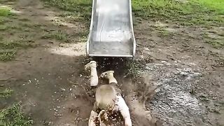 Funny TikTok Compilation Video