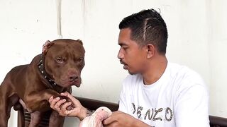 kalemnya pitbull waktu dikasih makan