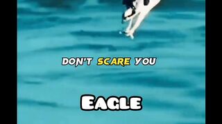 Be strong like Eagle #febspot#motivational video