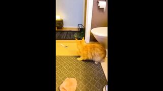 Funny Cats Best Video - Try not to Laugh