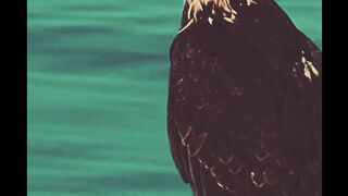 Eagle's energy #febspot#short video #Maha